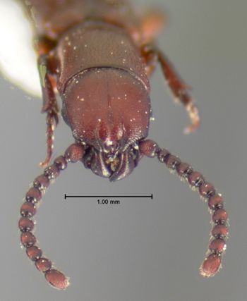 Media type: image;   Entomology 6781 Aspect: head dorsal view